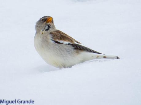 Gorrión Alpino-Montifringilla nivals     (UN DIA EN ASTÚN-HUESCA)