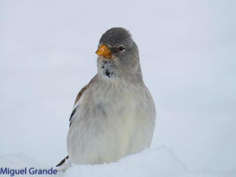 Gorrión Alpino-Montifringilla nivals     (UN DIA EN ASTÚN-HUESCA)
