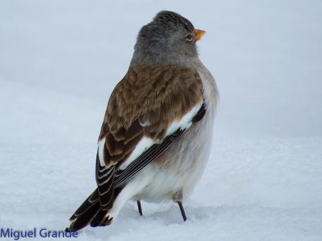 Gorrión Alpino-Montifringilla nivals     (UN DIA EN ASTÚN-HUESCA)