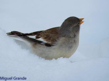 Gorrión Alpino-Montifringilla nivals     (UN DIA EN ASTÚN-HUESCA)