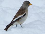 Gorrión Alpino-Montifringilla nivals ASTÚN-HUESCA)