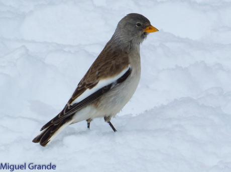 Gorrión Alpino-Montifringilla nivals     (UN DIA EN ASTÚN-HUESCA)