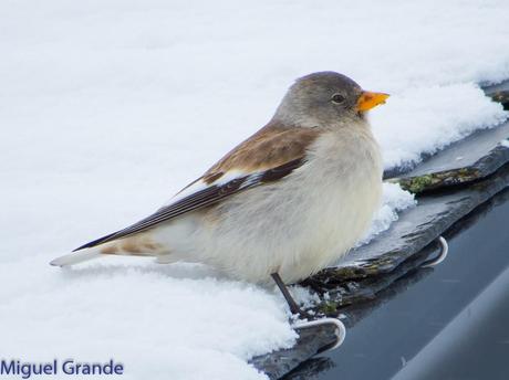 Gorrión Alpino-Montifringilla nivals     (UN DIA EN ASTÚN-HUESCA)
