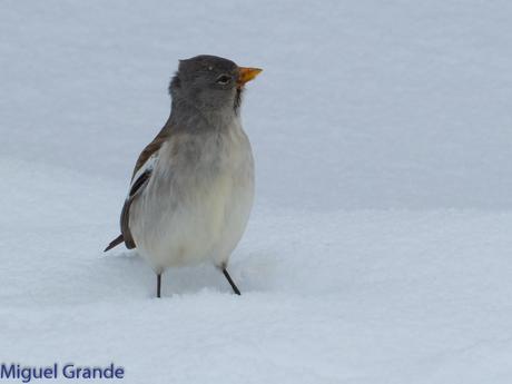 Gorrión Alpino-Montifringilla nivals     (UN DIA EN ASTÚN-HUESCA)