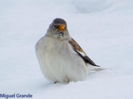 Gorrión Alpino-Montifringilla nivals     (UN DIA EN ASTÚN-HUESCA)