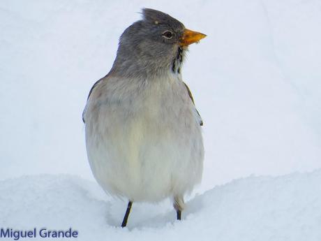 Gorrión Alpino-Montifringilla nivals     (UN DIA EN ASTÚN-HUESCA)