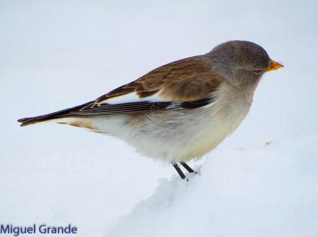 Gorrión Alpino-Montifringilla nivals     (UN DIA EN ASTÚN-HUESCA)