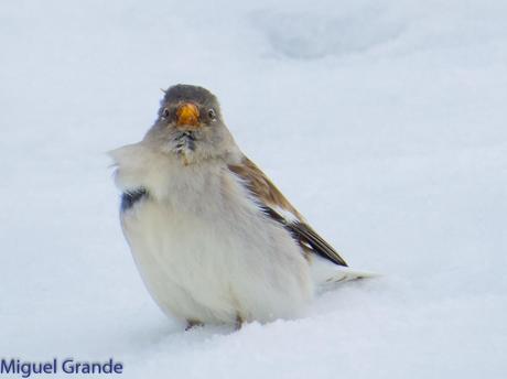 Gorrión Alpino-Montifringilla nivals     (UN DIA EN ASTÚN-HUESCA)