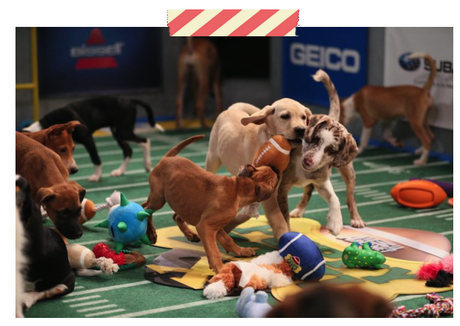 perros super bowl