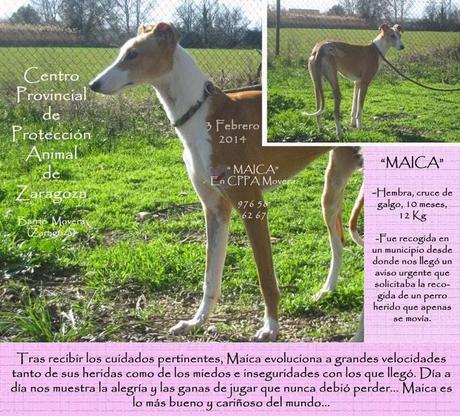 GALGO HEMBRA, EN ADOPCIÓN EN LA PERRERA DE MOVERA!! (ZARAGOZA)