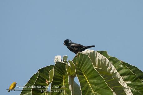 Volatinero (Blue-black Grassquit) Volatinia jacarina