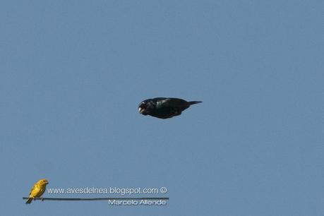 Volatinero (Blue-black Grassquit) Volatinia jacarina
