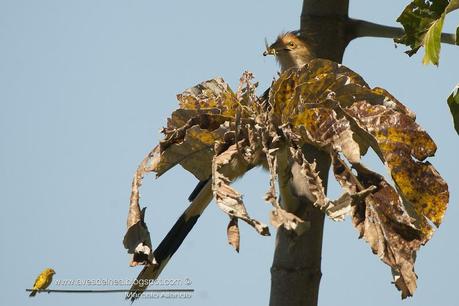 Pirincho (Guira cuckoo) Guira guira