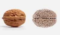 Como entrenar tu cerebro: nutrición cerebral.