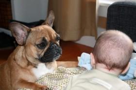 Un bebé entiende cuando ladra un perro?