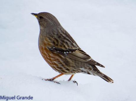 Acentor Alpino-Prunella collaris(ASTÚN HUESCA CRONICA 2)