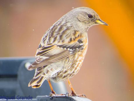 Acentor Alpino-Prunella collaris(ASTÚN HUESCA CRONICA 2)