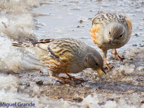 Acentor Alpino-Prunella collaris(ASTÚN HUESCA CRONICA 2)