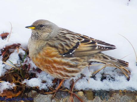 Acentor Alpino-Prunella collaris(ASTÚN HUESCA CRONICA 2)