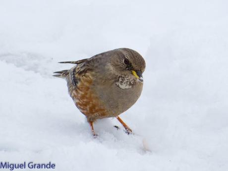 Acentor Alpino-Prunella collaris(ASTÚN HUESCA CRONICA 2)