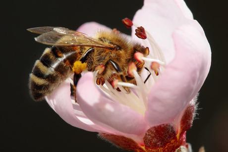Bee_pollinating_peach_flower by Fir0002_Flagstaffotos