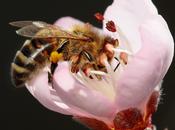 abeja buscaba padrino