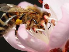 abeja buscaba padrino
