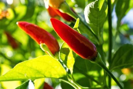 Cefaleas y migrañas