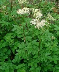Cefaleas y migrañas