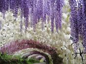 Relato: olor penetrante jóvenes glicinias jardín