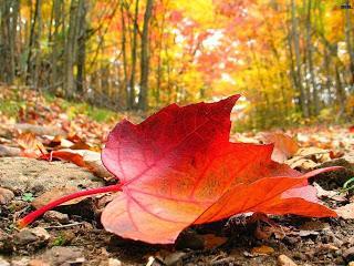 Look Atardecer Otoñal