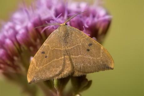 Para ampliar Watsonalla binaria (Hufnagel, 1767) hacer clic