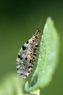 Para ampliar Osmylus fulvicephalus (Scopoli, 1763) hacer clic