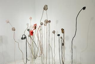 Amapola lindísima amapola