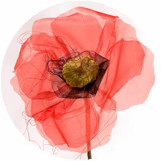 Amapola lindísima amapola