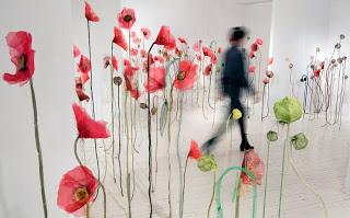 Amapola lindísima amapola