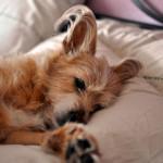 el celo en las perras