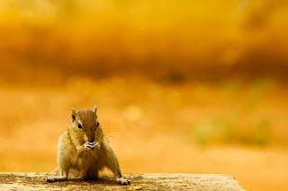 Fotografía de naturaleza, Ardilla, India