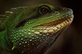 Fotografía de naturaleza, Iguana, Francia