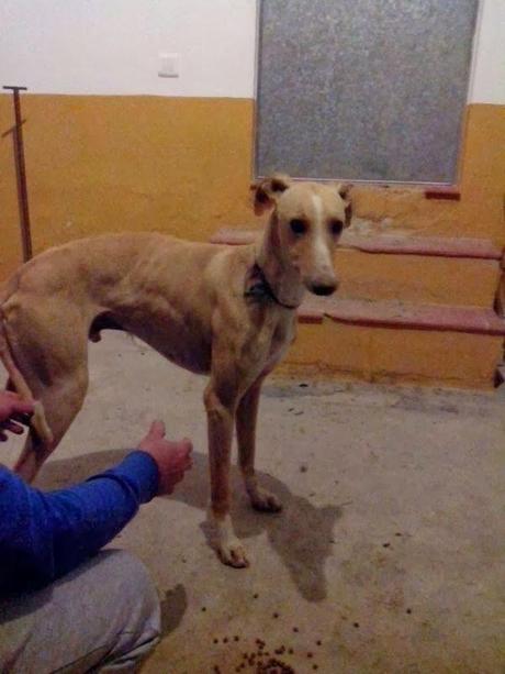 GALGO CIEGO DE AÑO Y MEDIO, MUY URGENTE ACOGIDA O ADOPCIÓN. (HUELVA)