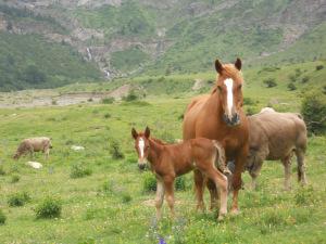 2014 Caballo megustaelmedionatural