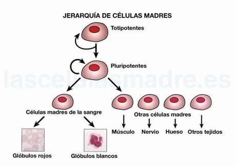 Un hallazgo podria ser un hito en celulas madre.