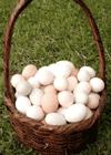 huevos-en-una-cesta