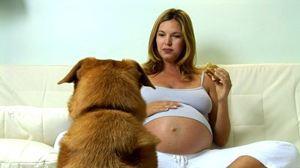 perro jugando con embarazada