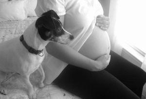 animales durante el embarazo