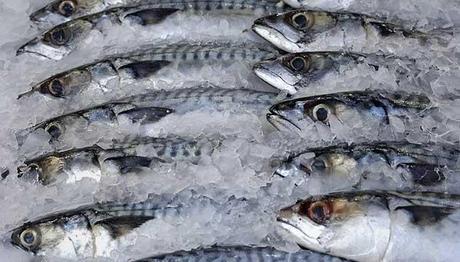 Pescado Fresco Pescado Fresco