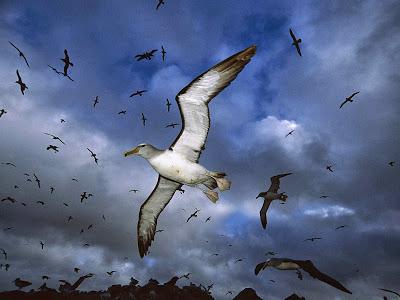 Albatros, el emperador del viento