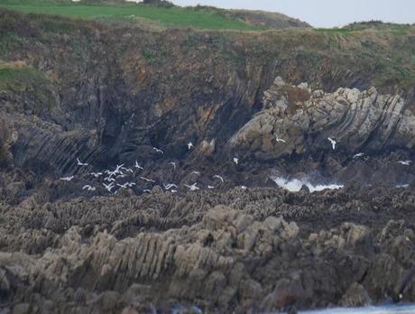 Invernada de cabecinegras: orientales