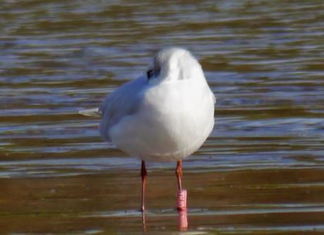 Invernada de cabecinegras: orientales