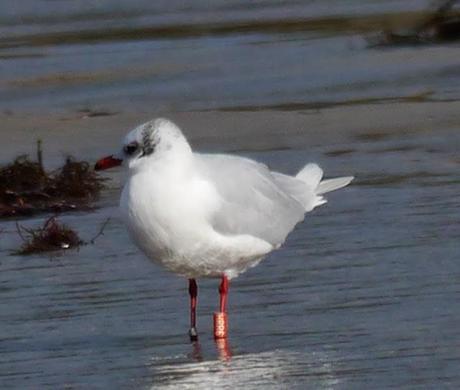Invernada de cabecinegras: orientales